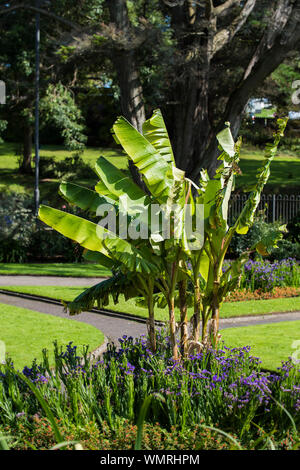 Japanische Bananenstaude Musa basjoo lässt sich durch hohe starker Wind in Trenance Park in Newquay in Cornwall beschädigt. Stockfoto