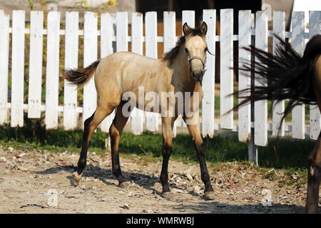 Morgan Fohlen entspannen im Sommer Corral Stockfoto