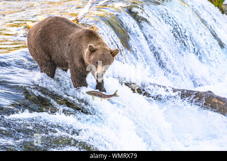 Grizzly Bär Angeln an Brooks Falls im Katmai Alaska Stockfoto