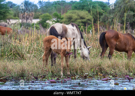 Paar Pferde im Wasser im Okavango Delta, Botswana Kasane Stockfoto