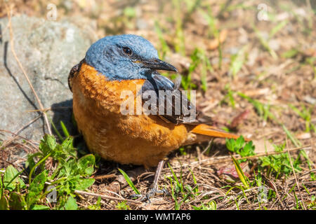 Süße orange Vogel redstart thront auf dem Boden, Tier portrait Konzept. Erwachsene männliche Common redstart Phoenicurus phoenicurus,. Stockfoto