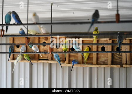 Sittich, Vogel, Papagei, Tier, Natur, Tierwelt, Schnabel, tropischen, Pet, Feder, Grün, Gelb, bunt, niedlich, wild, Flügel, exotische, Blau, Weiß, Backgr Stockfoto