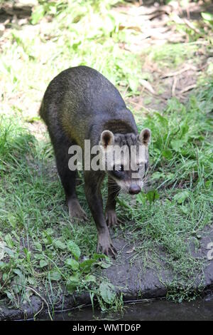 Krabbe - Essen Waschbär in Overloon Zoo in den Niederlanden Stockfoto