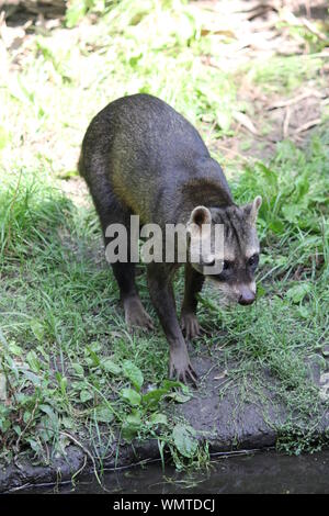 Krabbe - Essen Waschbär in Overloon Zoo in den Niederlanden Stockfoto