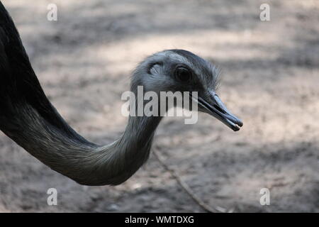 Rhea Vogel im Zoo Stockfoto