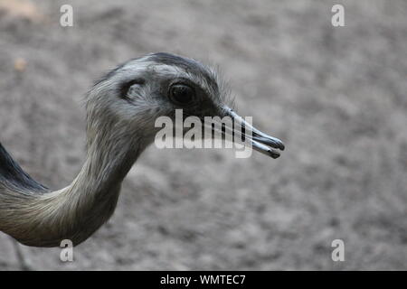 Rhea Vogel im Zoo Stockfoto