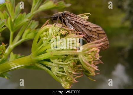 Erle fliegen (Sialis sp.) ruht auf Riverside Dolde flowerbuds, Wiltshire, UK, Mai. Stockfoto