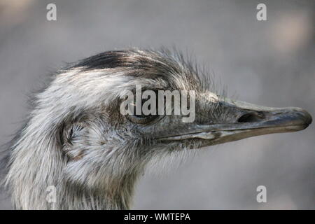 Rhea Vogel im Zoo Stockfoto