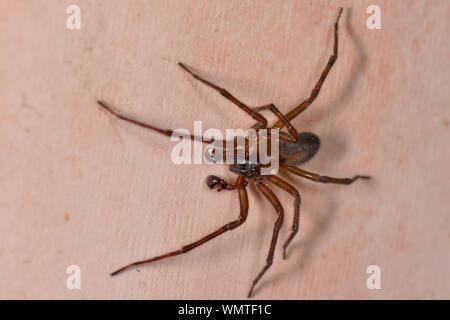 Schwarze Spitze - weaver Spider (Amaurobius ferox) Männer auf der Suche nach einem Ehepartner auf die innere Wand des Hauses, Wiltshire, UK, März. Stockfoto