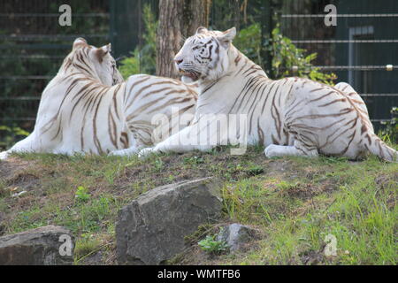 Weißer Tiger in Overloon Zoo in den Niederlanden Stockfoto