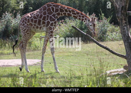 Giraffe in Overloon Zoo Stockfoto