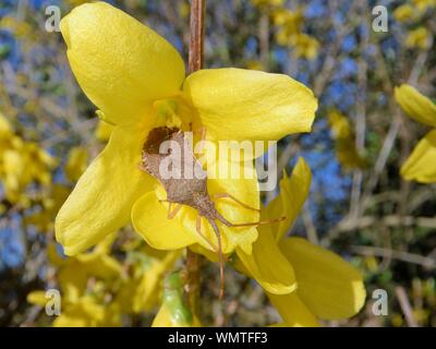 Gonocerus acuteangulatus, Bug () auf Forsythia Blume in einem Garten, Wiltshire, UK, März. Stockfoto