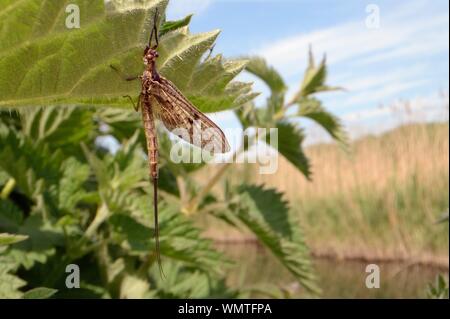 Brown mayfly Ephemera (Vulgata) neu an einem flußufer Nesselblatt entstanden, Fluss Avon, Lacock, Wiltshire, UK, Mai. Stockfoto