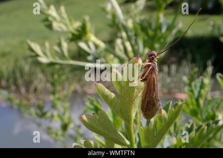 Caddis fliegen (Trichoptera) ruht auf Ufer Vegetation, Wiltshire, UK, Mai. Stockfoto