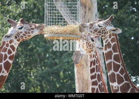 Giraffe in Overloon Zoo Stockfoto