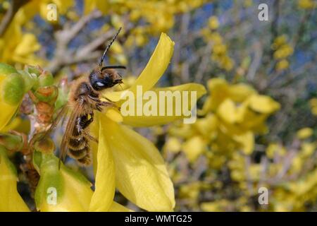 Schokolade/Hawthorn Bergbau Biene (Andrena scotica) sonnen auf einer Forsythia Bush, Wiltshire, UK, März. Stockfoto