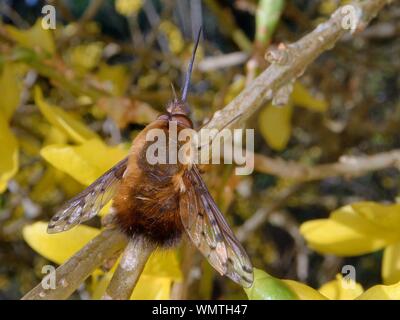 Gepunktete biene Fliege (Bombylius verfärben), ein National knappen Arten in Großbritannien, Sonnen auf einer Forsythia Blume, Wiltshire, UK, März. Stockfoto