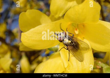 Gesicht Fliegen/Herbst Haus fliegen (Musca autumnalis) bestäubt mit Pollen Fütterung auf ein Forsythia Blume, Wiltshire, UK, März. Stockfoto