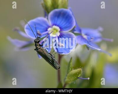 Falsche blister Käfer/Flower beetle (Oedemera Lurida) Fütterung auf germander Ehrenpreis (Veronica chamaedrys) Pollen, Suffolk, UK, Mai. Stockfoto