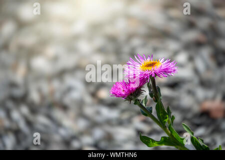 Schöne Purple mountain Blume alpine Aster. Aster alpinus oder ice-Werk purpur violett Blumen in voller Blüte, Alpine Berg aster blühende Pflanze, Farbe Stockfoto