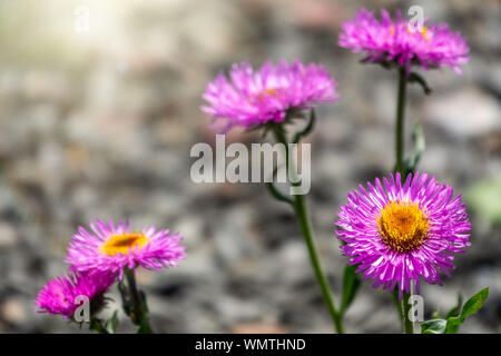 Schöne Purple mountain Blume alpine Aster. Aster alpinus oder ice-Werk purpur violett Blumen in voller Blüte, Alpine Berg aster blühende Pflanze, Farbe Stockfoto