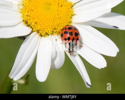 Harlekin / Mehrfarbig asiatischen Marienkäfer (Harmonia axyridis Succinea) und Thripse (Thysanoptera) Fütterung auf ein Oxeye Daisy (Leucanthemum vulgare), UK Stockfoto