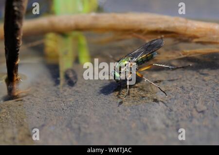 Eine weibliche Grün langbeinige Fliege (Poecilobothrus nobilitatus) auf der Wasseroberfläche eines seichten Bach, Wiltshire, UK, Juni. Stockfoto