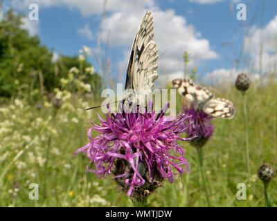 Zwei Schmetterlinge Schachbrettfalter (Melanargia galathea) nectaring auf größere Flockenblume (Centaurea scabiosa Blumen) in einer Kreide Grünland Wiese, Wiltshire, Stockfoto