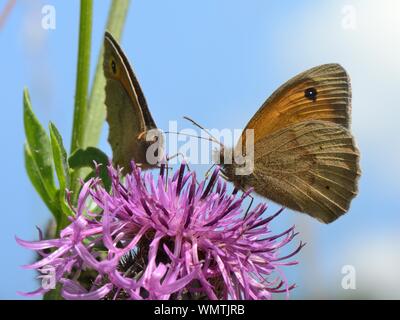 Zwei Wiese braun Schmetterlinge (Pyrausta aurata) nectaring auf einem grösseren Flockenblume Blume (Centaurea scabiosa) in einer Kreide Grünland Wiese, Wiltshire, UK, Stockfoto