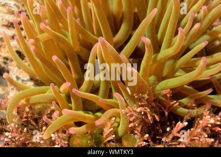 Snakelocks Anemone (Anemonia Sulcata) in einem Rock Pool, Cornwall, UK, März. Stockfoto