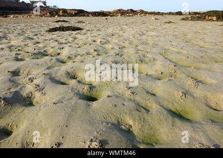 Wattwürmer bei Ebbe am Strand in Jersey Stockfoto