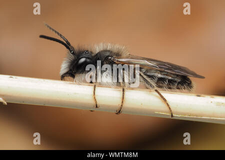 Sandkasten Bergbau Biene männlich (Andrena barbilabris) klammerte sich Stammzellen zu pflanzen. Tipperary, Irland Stockfoto