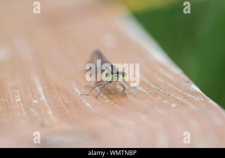 Gemeinsamen Blue Damselfly (Enallagma Cyathigerum) Stockfoto