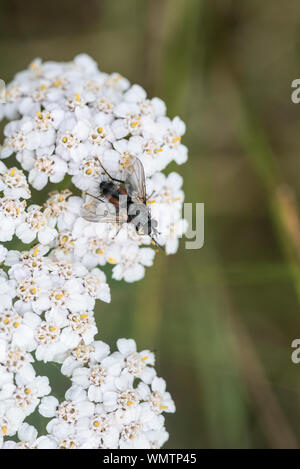 Tabinid fliegen (Eriothrix rufomaculata) auf Schafgarbe Stockfoto