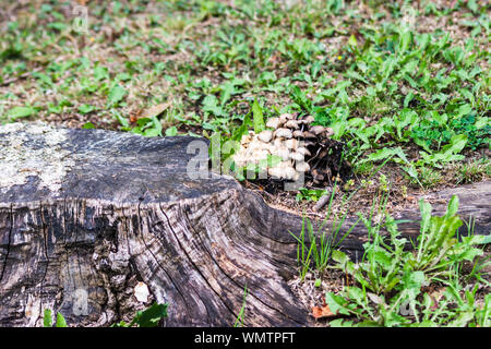 Den Stumpf eines gefällten Baumes mit einem Cluster von Weiß braun Fruchtkörper von Pilzen aus der Gattung Coprinellus wächst von einer Kante Stockfoto