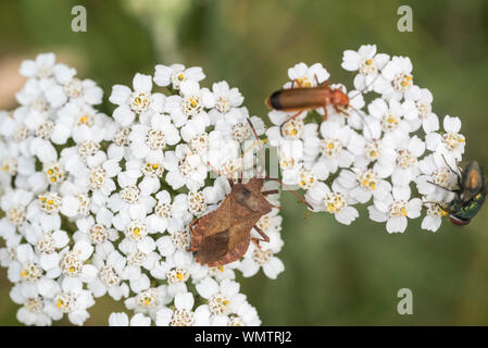 Dock Bug (Coreus marginatus) Fütterung auf Schafgarbe Stockfoto