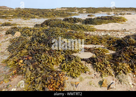 Stapel von blasentang auf einem Strand in Jersey, Channel Islands bei Ebbe Stockfoto