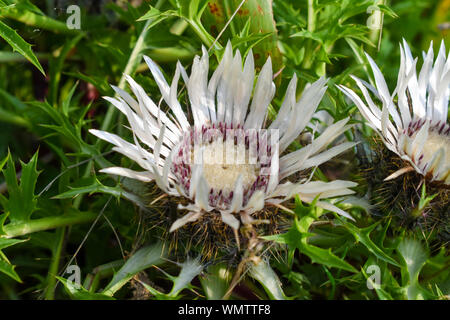 Blumen von Stemless Silberdistel (Carlina acaulis). Stockfoto