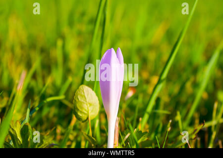 Violett Herbst Crocus (Colchicum autumnale) giftige Herbst - blühende Blume im Grünland. Stockfoto