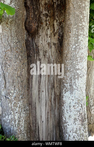 Die ausgehöhlten Stamm eines sehr alten Baum Stockfoto