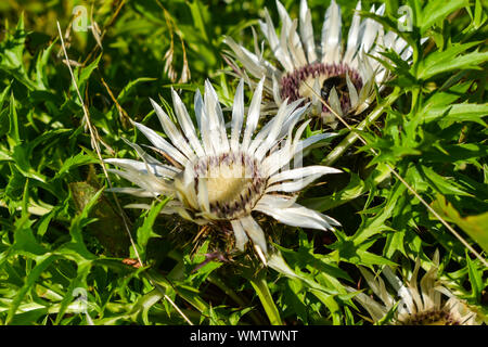 Blumen von Stemless Silberdistel (Carlina acaulis). Stockfoto