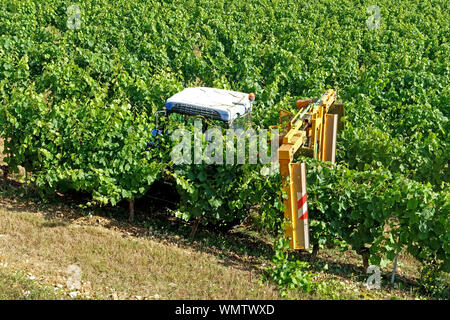 Traktor benutzt, um die Reben im Weinberg im Sommer zu beschneiden Stockfoto