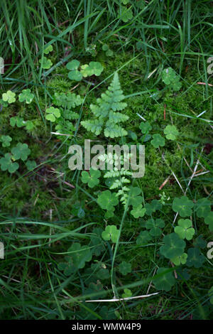 Teppich aus grünen Blättern um winzige fern Stockfoto