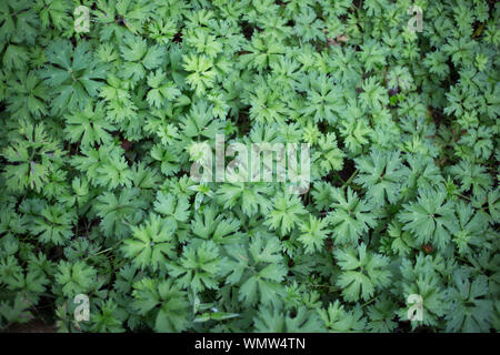 Teppich von Wilden cranesbill Blätter Stockfoto