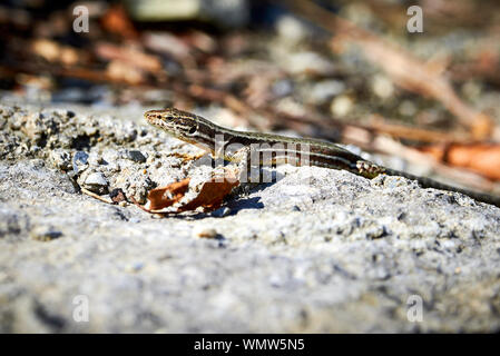 Gemeinsame wand Eidechse (Podarcis muralis) Sonnenbaden Stockfoto