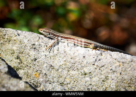 Gemeinsame wand Eidechse (Podarcis muralis) Sonnenbaden Stockfoto