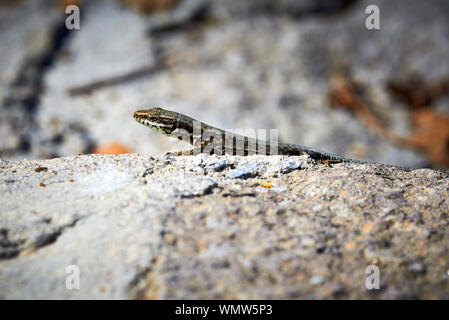 Gemeinsame wand Eidechse (Podarcis muralis) Sonnenbaden Stockfoto