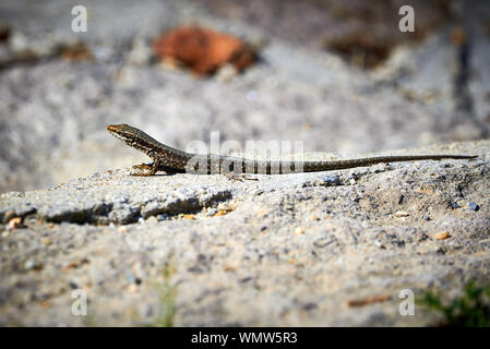 Gemeinsame wand Eidechse (Podarcis muralis) Sonnenbaden Stockfoto