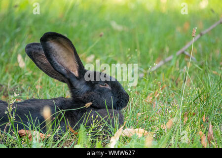 Auf der grünen Wiese ein schwarzes Kaninchen liegt und sieht in die Kamera und setzt auf den Ohren Stockfoto