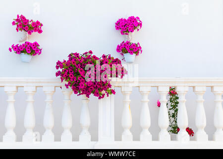 Italien, Apulien, Metropolitan Stadt Bari, Monopoli. Violett Petunie in Töpfen auf einem weißen Balkon. Stockfoto